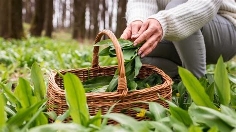 20 Edible Plants You Can Forage