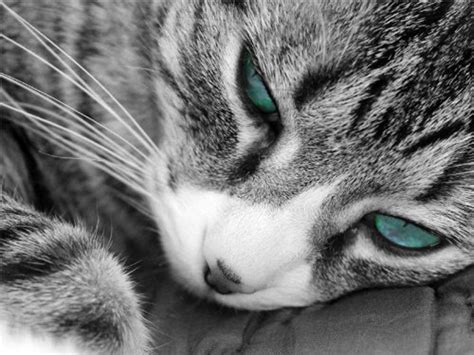 Cat Aqua Green Eyes Napping Cat Poster Print Paper Or Wall Etsy