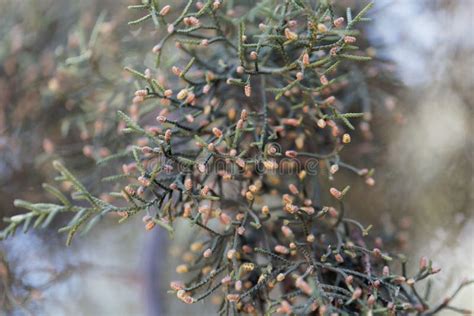 Male Cones of a Cupressus Lusitanica Stock Image - Image of cedar ...