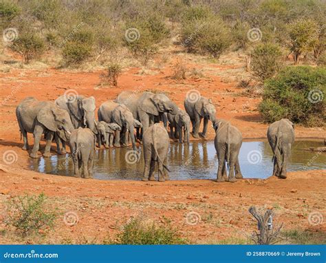 African Bush Elephant Loxodonta Africana Madikwe Game Reserve South Africa Stock Image