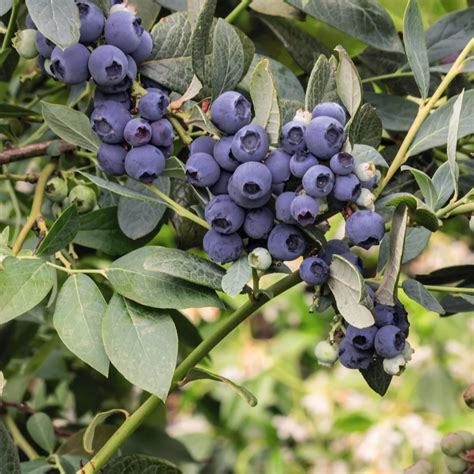 Thompson Morgan Blueberry Vaccinium Bluecrop Cm Pot X Qvc Uk