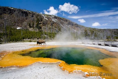 Yellowstonský národní park, bizon - foto, fotografie | USA | TripZone.cz