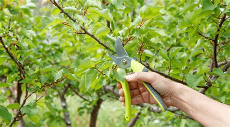 Benefits Of Pruning Fruit Trees