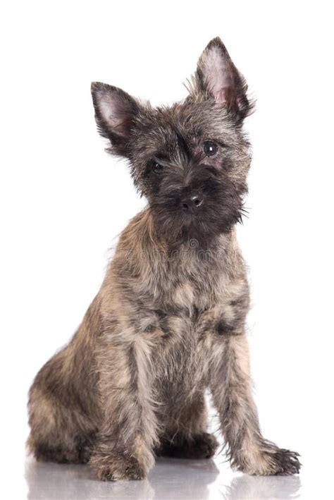 Portrait Of Cute Cairn Terrier Puppy Stock Photo Image Of Domestic