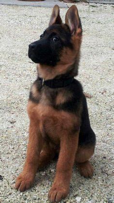 Short Haired German Shepherd Puppies For Sale Near Me