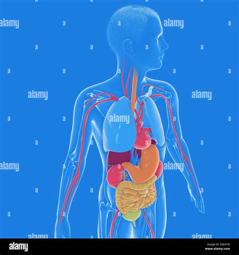 Anatomie Der Menschlichen Organe Fotos Und Bildmaterial In Hoher