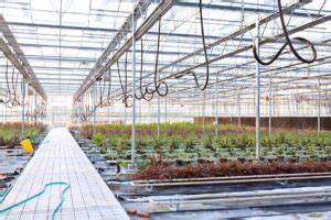 Interior Of A Greenhouse Cropaia