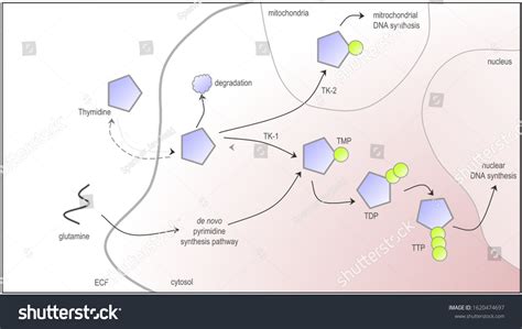 Thymidine Kinase Images Stock Photos D Objects Vectors