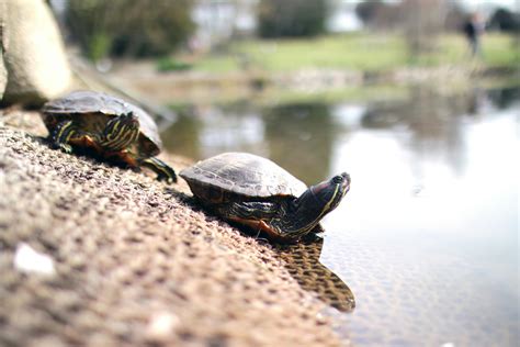 Free Stock Photo Of Animals Lake Turtles