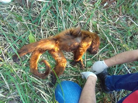 Três mortes de macacos por febre amarela são registradas no sudoeste do