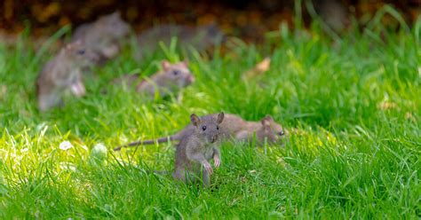 Problem Im Garten Ratten Erkennen Und Bek Mpfen Was Dir Hilft