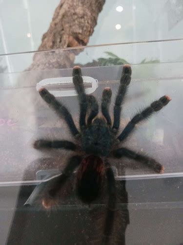 Pink toed tarantula | Exotic Pet Reptiles