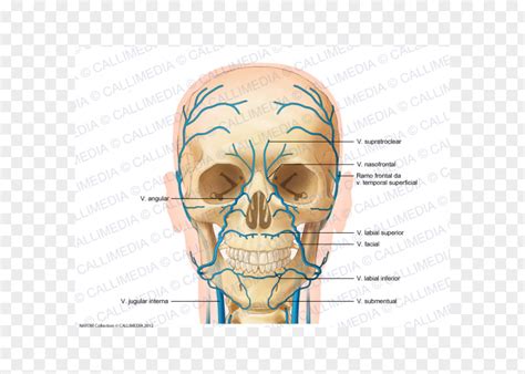 Superficial Temporal Vein Anterior Jugular Head And Neck Anatomy ...