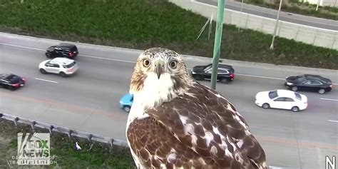 Hawk Caught Staring Into A Minnesota Traffic Camera On Interstate 94 In