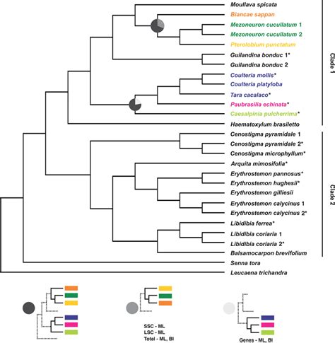 The Most Frequently Recovered Topology Of The Nine Phylogenetic Trees