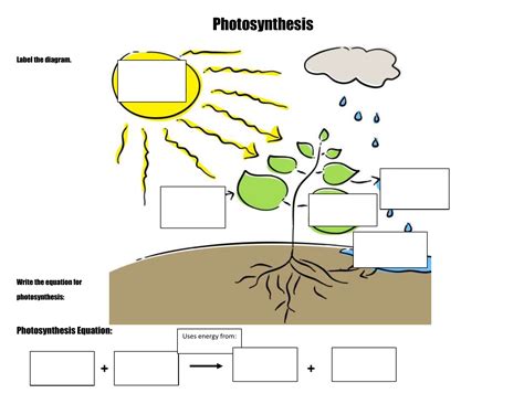 Photosynthesis Activity Sheet