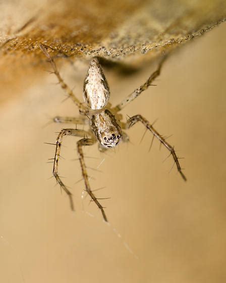 Lynx Spider Oxyopes Aglossus Bugguide Net