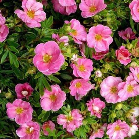 Лапчатка Pink Paradise - купить саженцы в Украине недорого | Florium.ua