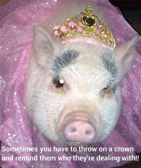 Pin by Mini Pig Info on Pig Meme's | Pet pigs, Pig memes, Cute animals