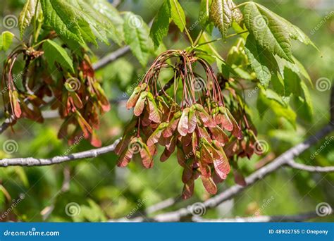 Red Maple Seed Stock Photo - Image: 48902755