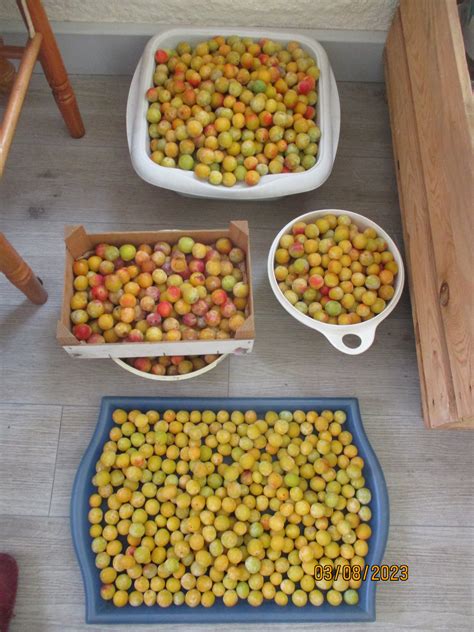 Les mirabelles Le jardin de Cruik Les fleurs les légumes les