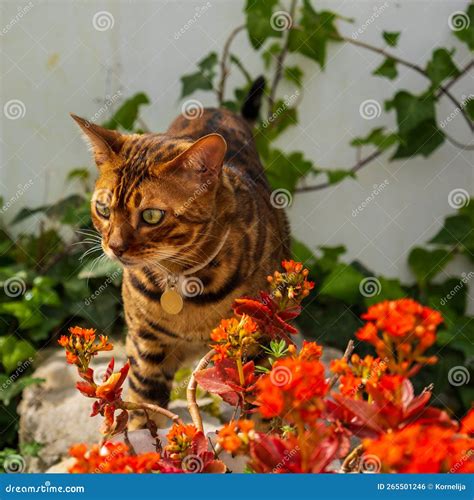 Bengal Cat in the Home Garden Stock Photo - Image of katy, domestic ...