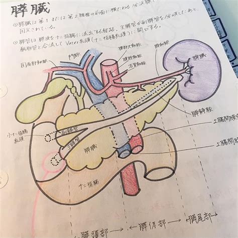 25 膵臓 イラスト 看護