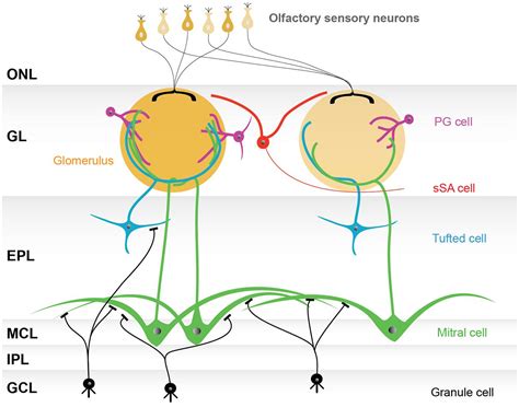 Frontiers Neuronal Organization Of Olfactory Bulb Circuits