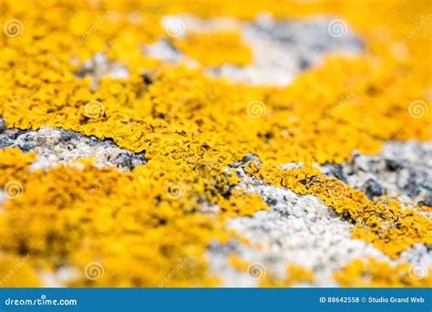 Focus Of Beautiful Yellow Ocean Moss Growing On Gray Stone Stock Photo