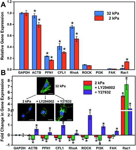 The Relationship Between The Stiffness Of The GO PAAm Composite Matrix