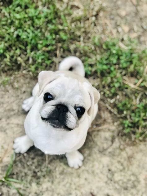 Cookie The White Pug Baby Pugs Cute Pugs Cute Pug Pictures