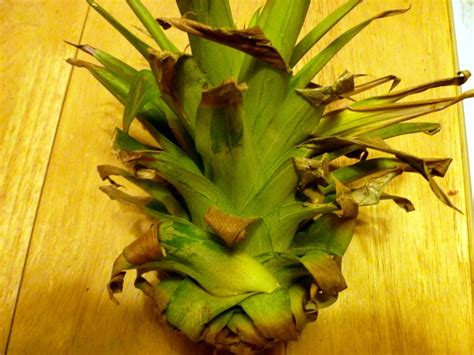Maui Jungalow: How to Grow a Pineapple From a Pineapple Top