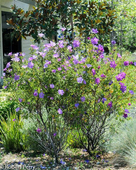 Blue Hibiscus Cv Waterwise Garden Planner