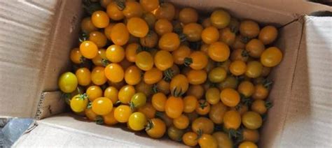 A Grade Yellow Cherry Tomatoes Packaging Type Loose Packaging Size