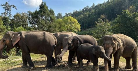 Chiang Mai Waterfall Elephant Sanctuary And Rafting Tour Chiang Mai