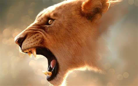 Lioness Wallpapers Wallpaper Cave