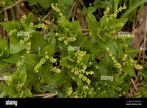 Dog S Mercury In Flower Old Woodland Indicator Plant Mercurialis