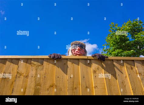 Peering Over Fence Stock Photos And Peering Over Fence Stock Images Alamy