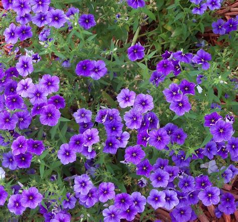 Prolific Purple Phlox Flowers are Abundant in the Spring Stock Image ...