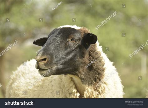 670 Imagens De Sheep Dorper Imagens Fotos Stock E Vetores Shutterstock