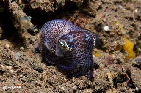 Bobtail squid | Underwater pictures, Fish pet, Underwater