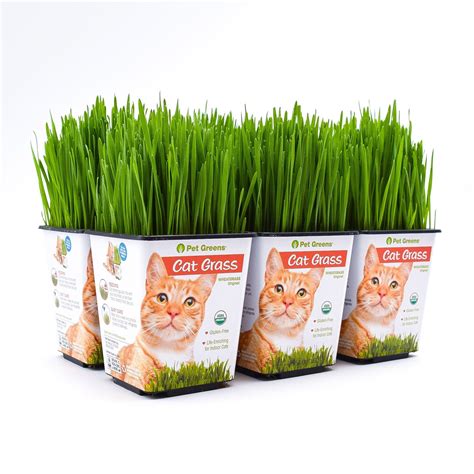 My Cats And Cat Grass