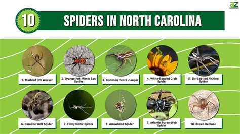 10 Spiders in North Carolina - A-Z Animals