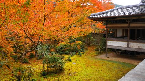 西明寺 紅葉 苔を彩る散りもみじと癒しの空間 京都もよう KYOTO MOYOU