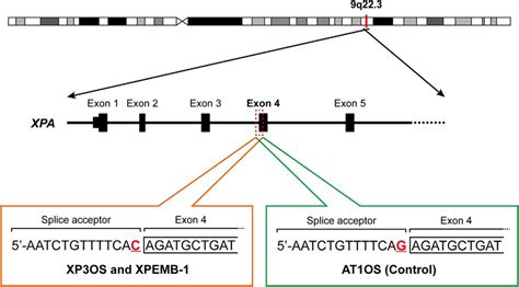 Homozygous Mutation At A Splice Acceptor Site Of The XPA Gene In XP3OS