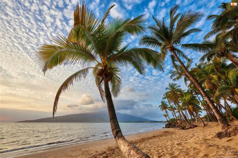 Morze Hawaje Palmy Wyspa Maui Plaża Tapety Tja pl