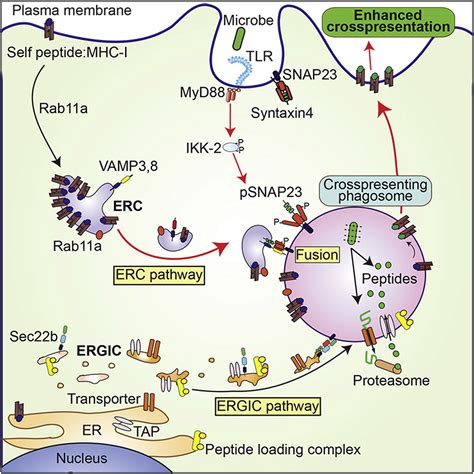 Tlr Signals Induce Phagosomal Mhc I Delivery From The Endosomal