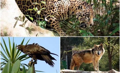 Fauna Endémica De México Está De Fiesta San Luis Potosí