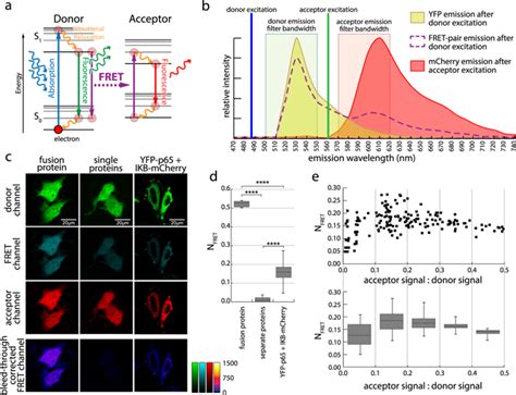 Advanced FRET Normalization Allows Quantitative Analysis Of Protein