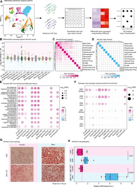 Widespread Sex Dimorphism Across Single Cell Transcriptomes Of Adult